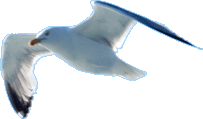möwe